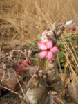 Fleur de baobab nain