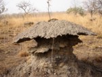 Termiti�re-champignon