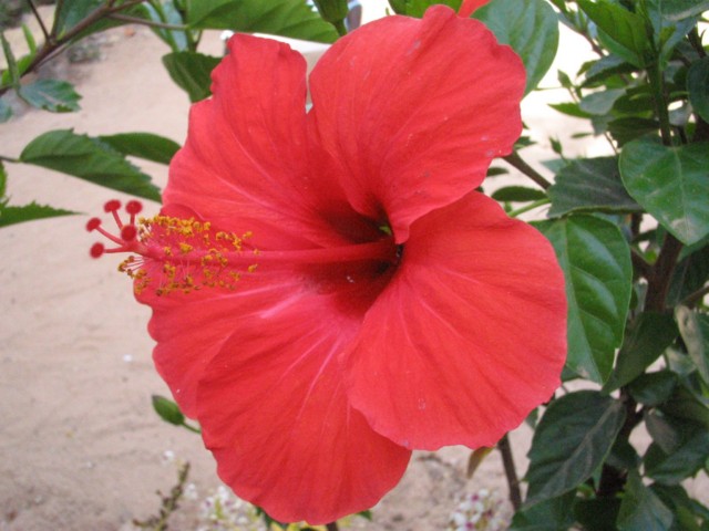 Fleur