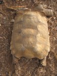 Le tortue de bandia
