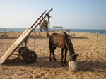 Repas de cheval