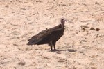 Un vautour sur la plage